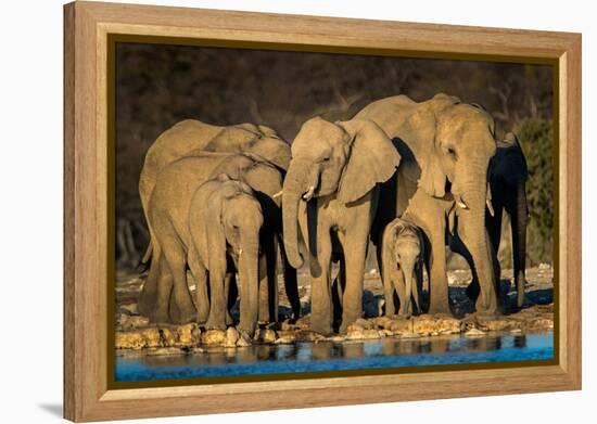 African Elephants (Loxodonta Africana) at Waterhole, Etosha National Park, Namibia-null-Framed Stretched Canvas