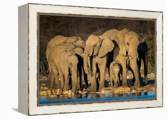 African Elephants (Loxodonta Africana) at Waterhole, Etosha National Park, Namibia-null-Framed Stretched Canvas