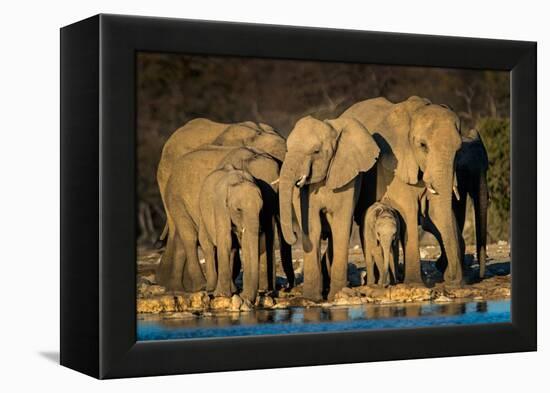 African Elephants (Loxodonta Africana) at Waterhole, Etosha National Park, Namibia-null-Framed Stretched Canvas