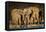 African Elephants (Loxodonta Africana) at Waterhole, Etosha National Park, Namibia-null-Framed Stretched Canvas