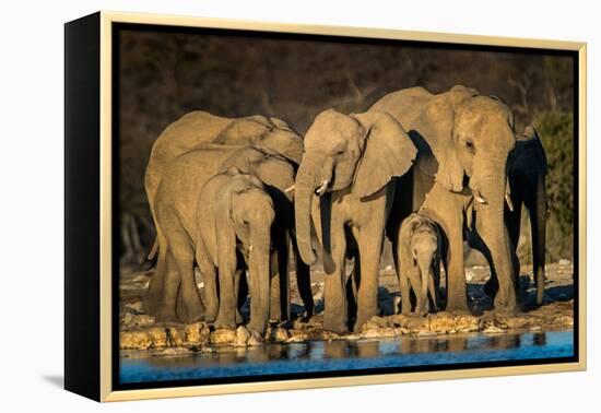 African Elephants (Loxodonta Africana) at Waterhole, Etosha National Park, Namibia-null-Framed Stretched Canvas