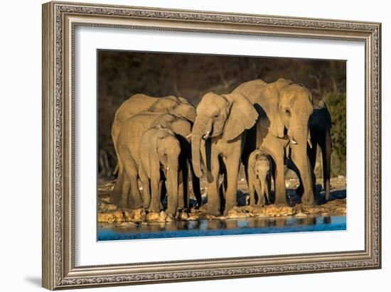 African Elephants (Loxodonta Africana) at Waterhole, Etosha National Park, Namibia-null-Framed Photographic Print