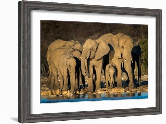 African Elephants (Loxodonta Africana) at Waterhole, Etosha National Park, Namibia-null-Framed Photographic Print