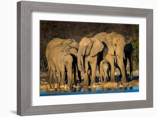 African Elephants (Loxodonta Africana) at Waterhole, Etosha National Park, Namibia-null-Framed Photographic Print