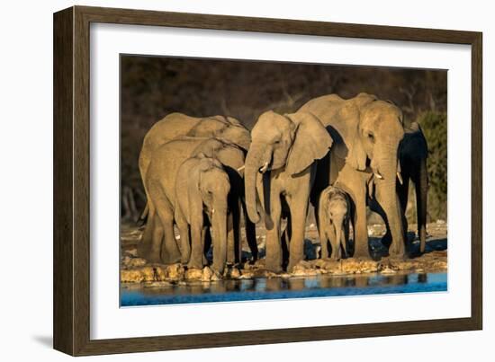 African Elephants (Loxodonta Africana) at Waterhole, Etosha National Park, Namibia-null-Framed Photographic Print