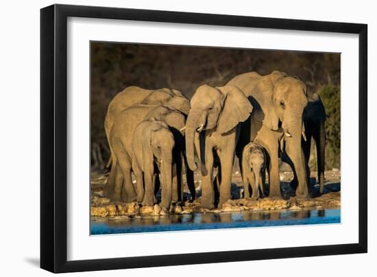 African Elephants (Loxodonta Africana) at Waterhole, Etosha National Park, Namibia-null-Framed Photographic Print