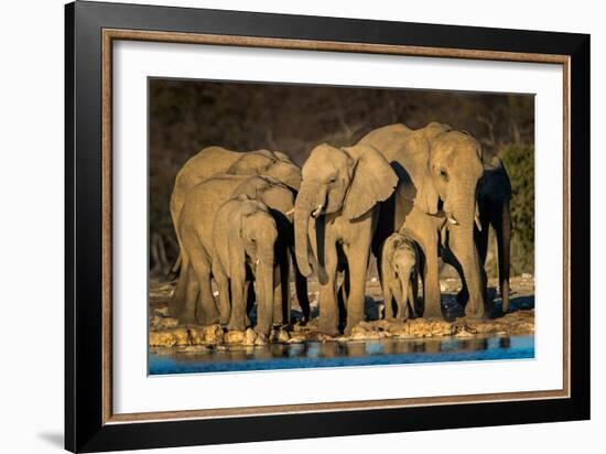 African Elephants (Loxodonta Africana) at Waterhole, Etosha National Park, Namibia-null-Framed Photographic Print