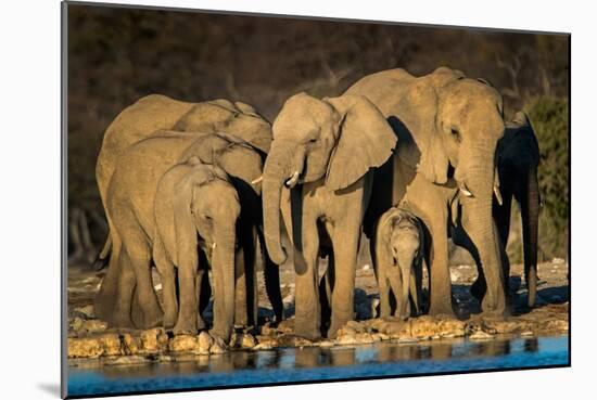 African Elephants (Loxodonta Africana) at Waterhole, Etosha National Park, Namibia-null-Mounted Photographic Print