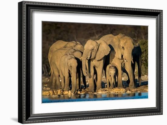 African Elephants (Loxodonta Africana) at Waterhole, Etosha National Park, Namibia-null-Framed Photographic Print