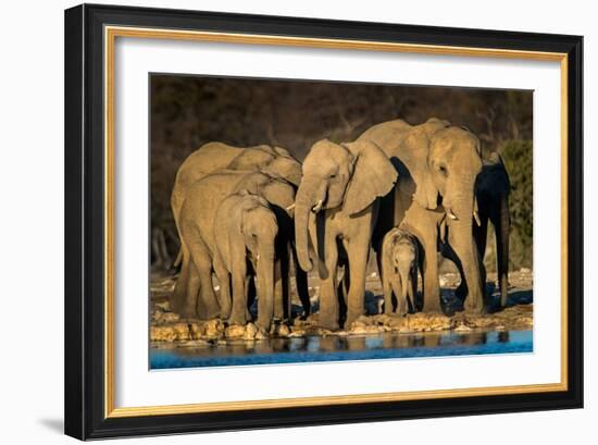 African Elephants (Loxodonta Africana) at Waterhole, Etosha National Park, Namibia-null-Framed Photographic Print