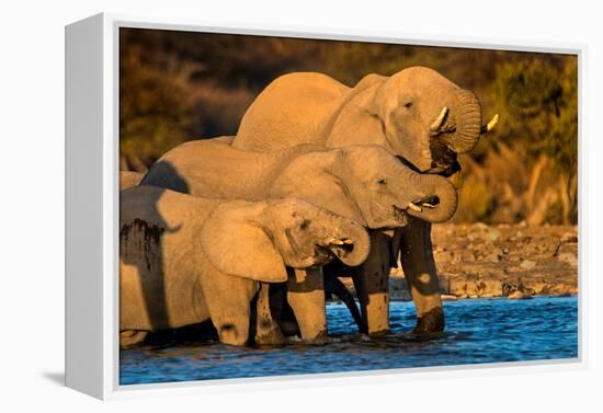 African Elephants (Loxodonta africana) at waterhole, Etosha National Park, Namibia-null-Framed Premier Image Canvas