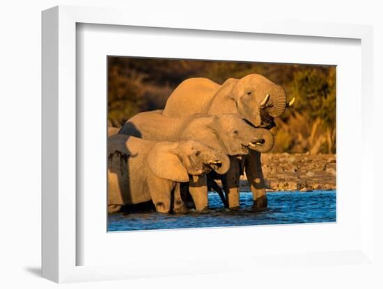 African Elephants (Loxodonta africana) at waterhole, Etosha National Park, Namibia-null-Framed Photographic Print