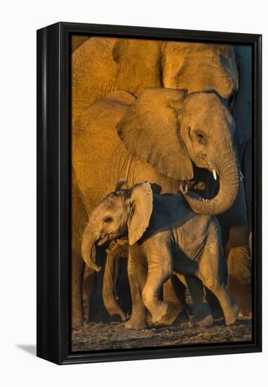 African Elephants (Loxodonta africana) at waterhole, Etosha National Park, Namibia-null-Framed Premier Image Canvas