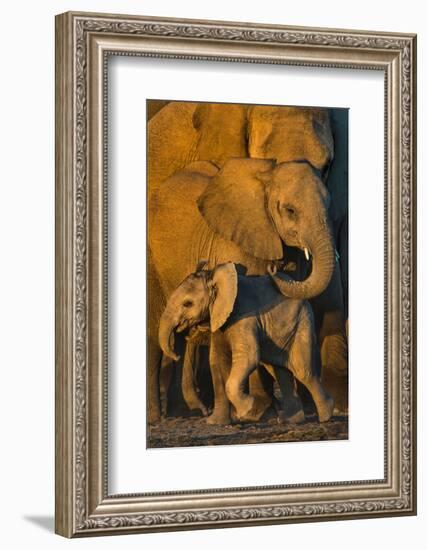 African Elephants (Loxodonta africana) at waterhole, Etosha National Park, Namibia-null-Framed Photographic Print