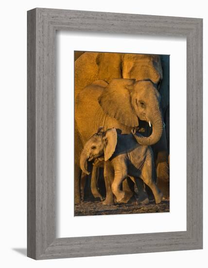 African Elephants (Loxodonta africana) at waterhole, Etosha National Park, Namibia-null-Framed Photographic Print