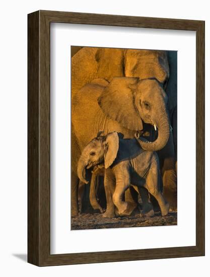 African Elephants (Loxodonta africana) at waterhole, Etosha National Park, Namibia-null-Framed Photographic Print