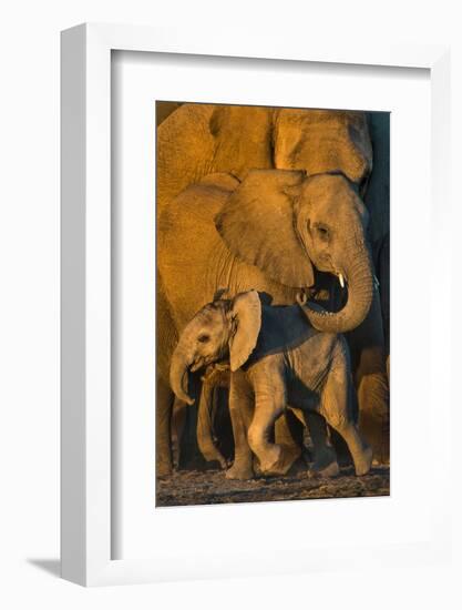 African Elephants (Loxodonta africana) at waterhole, Etosha National Park, Namibia-null-Framed Photographic Print