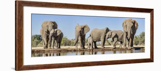 African Elephants (Loxodonta Africana) at Waterhole, Mashatu Game Reserve, Botswana-null-Framed Photographic Print