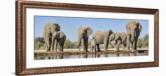 African Elephants (Loxodonta Africana) at Waterhole, Mashatu Game Reserve, Botswana-null-Framed Photographic Print