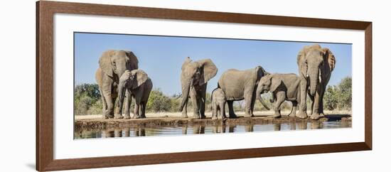 African Elephants (Loxodonta Africana) at Waterhole, Mashatu Game Reserve, Botswana-null-Framed Photographic Print