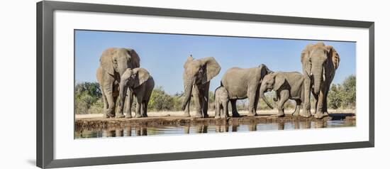 African Elephants (Loxodonta Africana) at Waterhole, Mashatu Game Reserve, Botswana-null-Framed Photographic Print