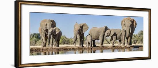 African Elephants (Loxodonta Africana) at Waterhole, Mashatu Game Reserve, Botswana-null-Framed Photographic Print