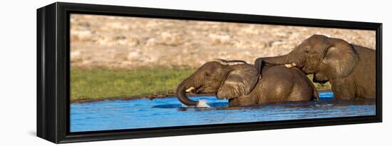 African Elephants (Loxodonta Africana) Bathing at Waterhole, Etosha National Park, Namibia-null-Framed Stretched Canvas