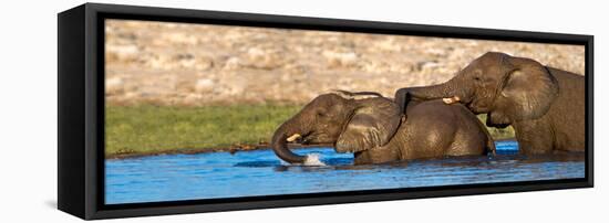 African Elephants (Loxodonta Africana) Bathing at Waterhole, Etosha National Park, Namibia-null-Framed Stretched Canvas