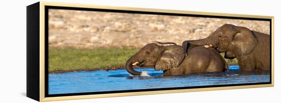 African Elephants (Loxodonta Africana) Bathing at Waterhole, Etosha National Park, Namibia-null-Framed Stretched Canvas