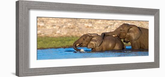 African Elephants (Loxodonta Africana) Bathing at Waterhole, Etosha National Park, Namibia-null-Framed Photographic Print