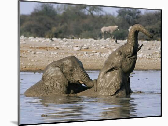 African Elephants, Loxodonta Africana, Bathing, Etosha National Park, Namibia, Africa-Ann & Steve Toon-Mounted Photographic Print