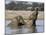 African Elephants, Loxodonta Africana, Bathing, Etosha National Park, Namibia, Africa-Ann & Steve Toon-Mounted Photographic Print