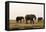African Elephants (Loxodonta Africana), Chobe National Park, Botswana, Africa-Sergio Pitamitz-Framed Premier Image Canvas