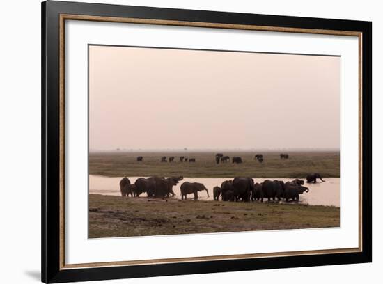 African Elephants (Loxodonta Africana), Chobe National Park, Botswana, Africa-Sergio Pitamitz-Framed Photographic Print