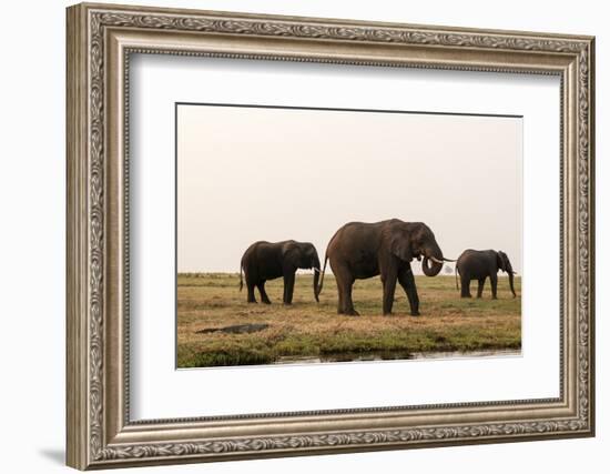 African Elephants (Loxodonta Africana), Chobe National Park, Botswana, Africa-Sergio Pitamitz-Framed Photographic Print