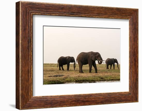 African Elephants (Loxodonta Africana), Chobe National Park, Botswana, Africa-Sergio Pitamitz-Framed Photographic Print