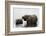 African Elephants (Loxodonta Africana), Chobe National Park, Botswana, Africa-Sergio Pitamitz-Framed Photographic Print