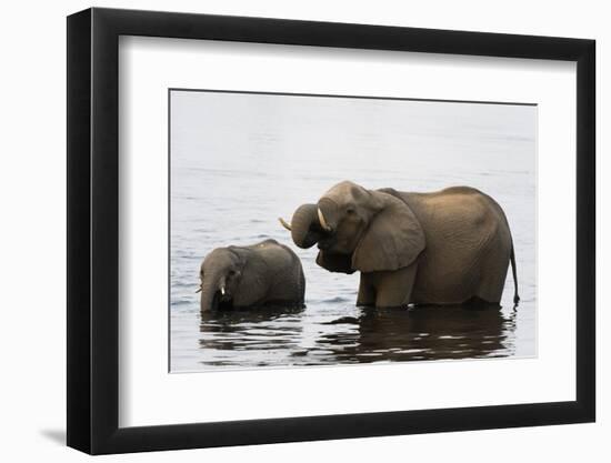 African Elephants (Loxodonta Africana), Chobe National Park, Botswana, Africa-Sergio Pitamitz-Framed Photographic Print