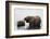 African Elephants (Loxodonta Africana), Chobe National Park, Botswana, Africa-Sergio Pitamitz-Framed Photographic Print