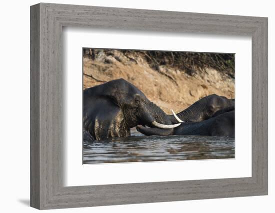 African Elephants (Loxodonta Africana), Chobe National Park, Botswana, Africa-Sergio Pitamitz-Framed Photographic Print