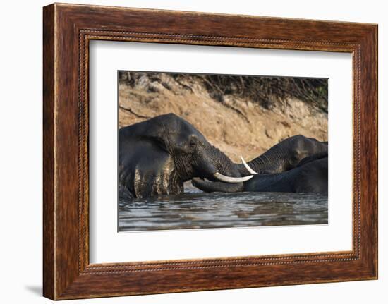 African Elephants (Loxodonta Africana), Chobe National Park, Botswana, Africa-Sergio Pitamitz-Framed Photographic Print