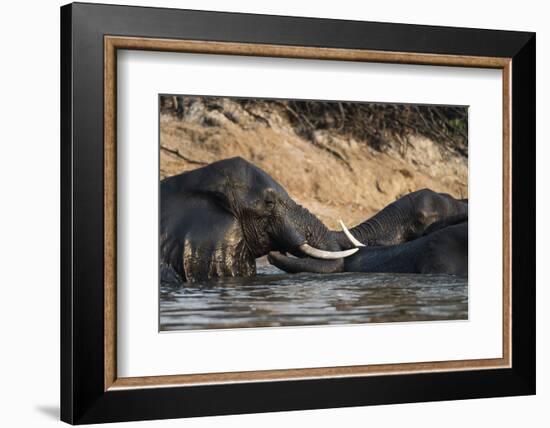 African Elephants (Loxodonta Africana), Chobe National Park, Botswana, Africa-Sergio Pitamitz-Framed Photographic Print