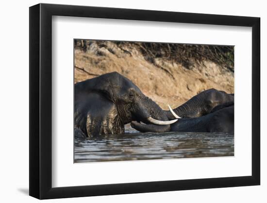 African Elephants (Loxodonta Africana), Chobe National Park, Botswana, Africa-Sergio Pitamitz-Framed Photographic Print