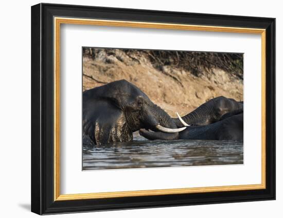 African Elephants (Loxodonta Africana), Chobe National Park, Botswana, Africa-Sergio Pitamitz-Framed Photographic Print