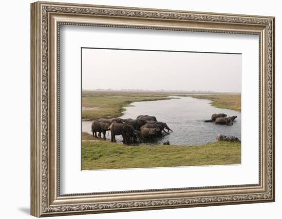 African Elephants (Loxodonta Africana), Chobe National Park, Botswana, Africa-Sergio Pitamitz-Framed Photographic Print