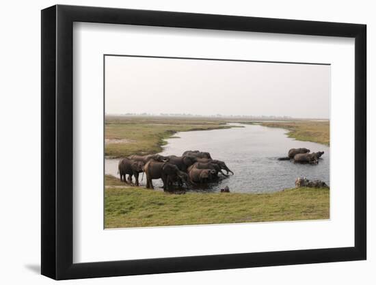 African Elephants (Loxodonta Africana), Chobe National Park, Botswana, Africa-Sergio Pitamitz-Framed Photographic Print