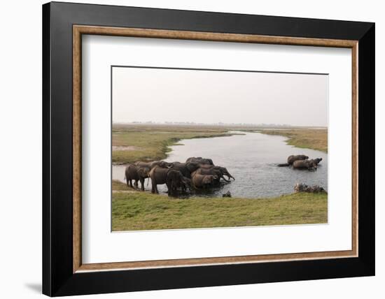 African Elephants (Loxodonta Africana), Chobe National Park, Botswana, Africa-Sergio Pitamitz-Framed Photographic Print