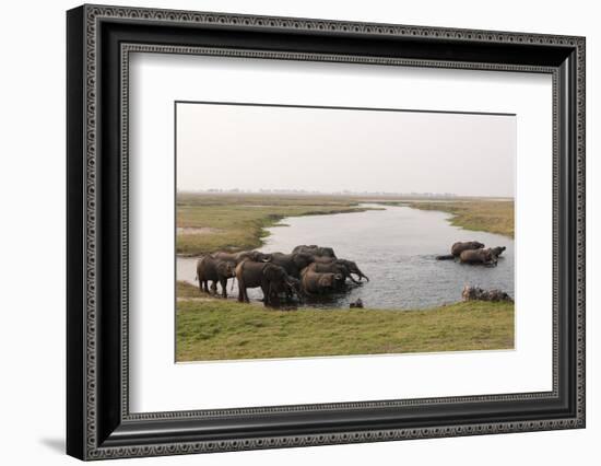 African Elephants (Loxodonta Africana), Chobe National Park, Botswana, Africa-Sergio Pitamitz-Framed Photographic Print