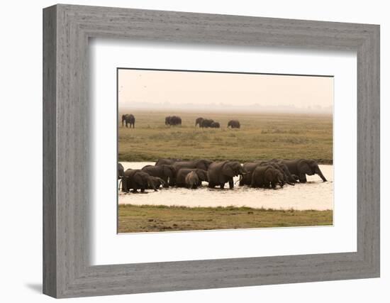 African Elephants (Loxodonta Africana), Chobe National Park, Botswana, Africa-Sergio Pitamitz-Framed Photographic Print