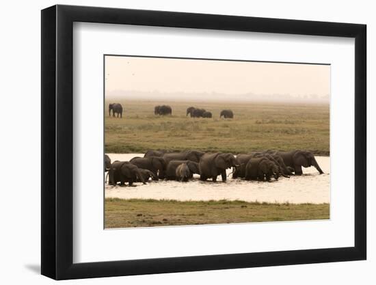 African Elephants (Loxodonta Africana), Chobe National Park, Botswana, Africa-Sergio Pitamitz-Framed Photographic Print